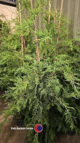 10 x green Leylandii, container grown