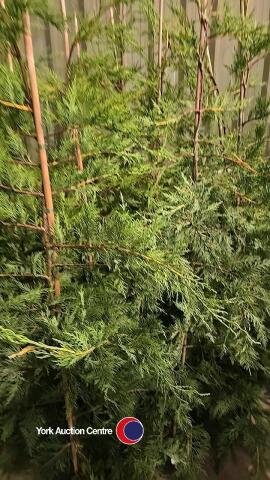 10 x green Leylandii, container grown
