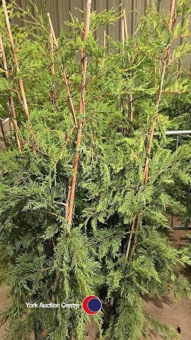 10 x green Leylandii, container grown