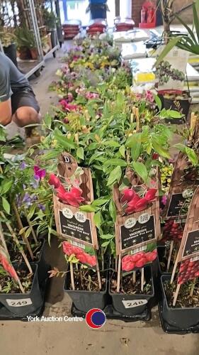4 x Vaccinium Pink berry