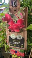 4 x Vaccinium Pink berry - 2