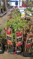 4 x Vaccinium Pink berry - 3