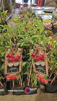 4 x Vaccinium Pink berry