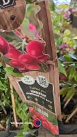 4 x Vaccinium Pink berry - 2