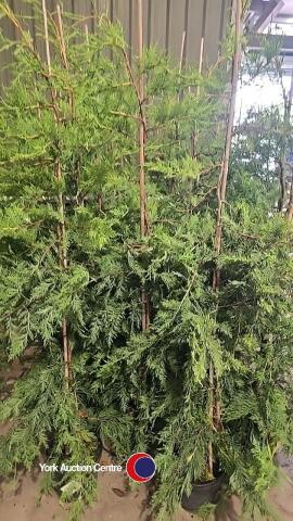 10 x green Leylandii, container grown