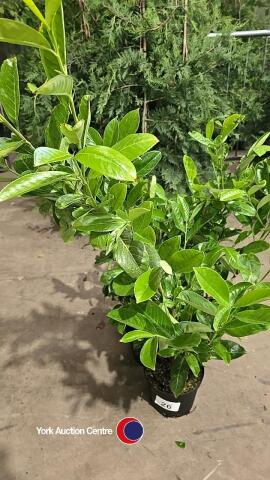 10 x laurel bushes, container grown