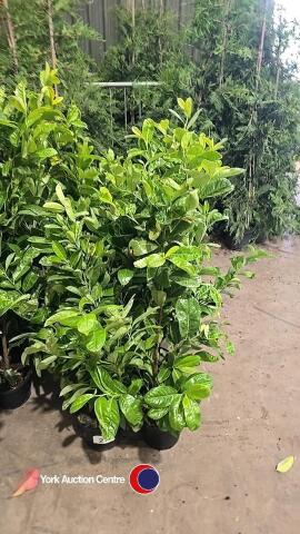10 x laurel bushes, container grown