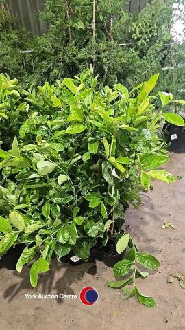 10 x laurel bushes, container grown