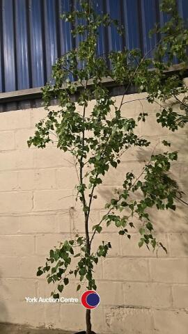Silver birch, container grown