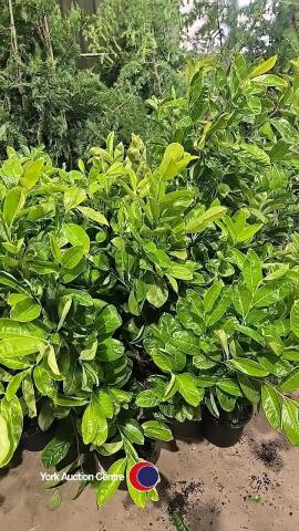 10 x laurel bushes, container grown