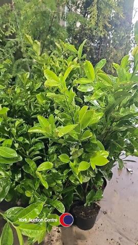 10 x laurel bushes, container grown