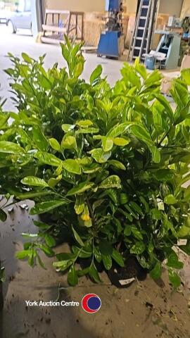 10 x laurel bushes, container grown