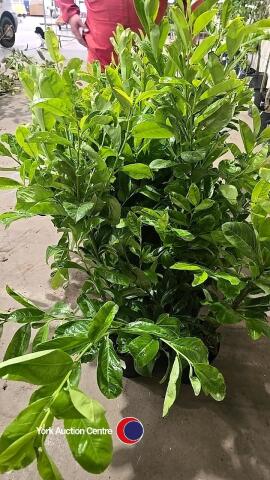 10 x laurel bushes, container grown