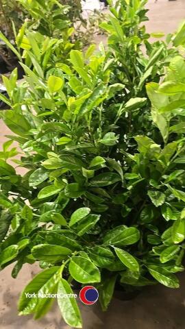 10 x laurel bushes, container grown
