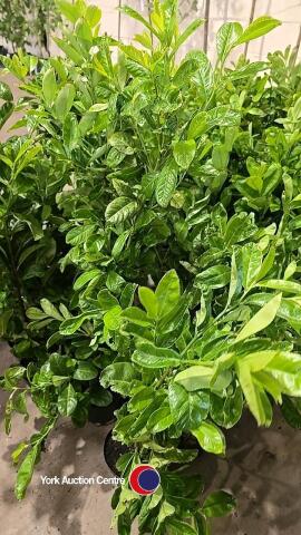 10 x laurel bushes, container grown