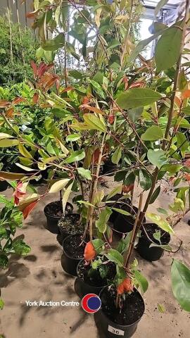 5 x Photinia Red Robin, 5L pot