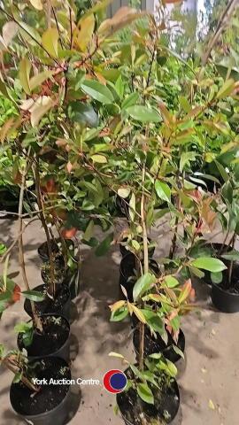 5 x Photinia Red Robin, 5L pot