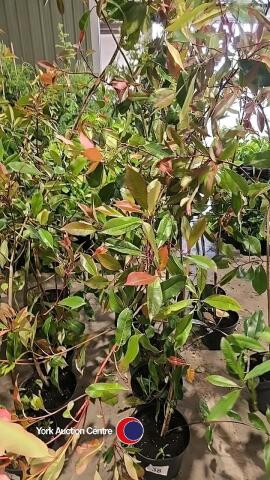 5 x Photinia Red Robin, 5L pot