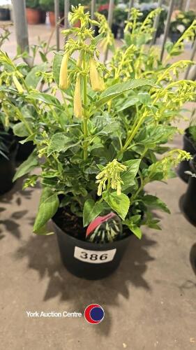 3 x Phygelius, Moonraker