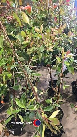 5 x Photinia Red Robin, 5L pot