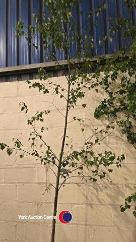Silver birch, container grown