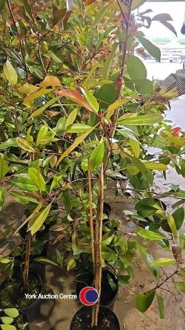 5 x Photinia Red Robin, 5L pot