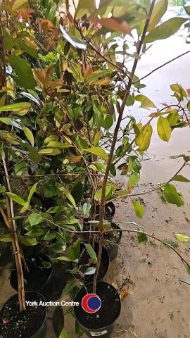 5 x Photinia Red Robin, 5L pot