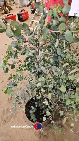 2 x Eucalyptus Gunnii bush