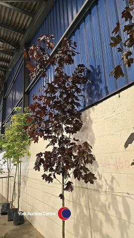 Acer Crimson King