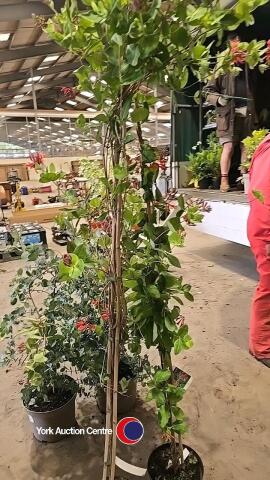 2 x Honeysuckle Climbers