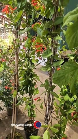 2 x Honeysuckle Climbers