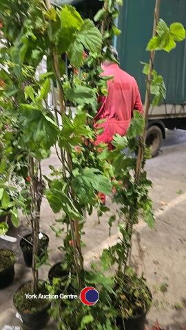 2 x Hop plants climbers