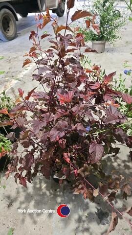 2 x Physocarpus Diabolo