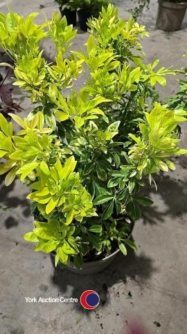 2 x Choisya Ternata