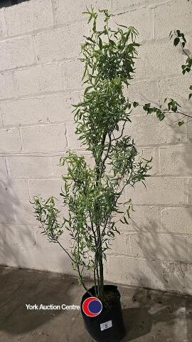 Salix contorta twisted willow, container grown