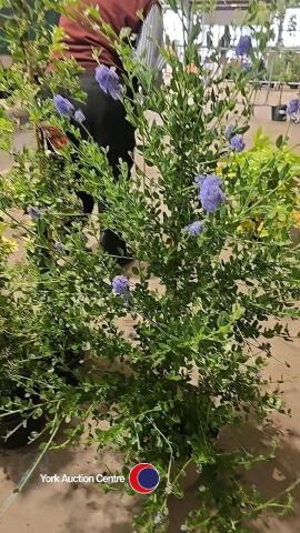 Ceanothus