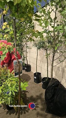 Acer Brilliantissimum