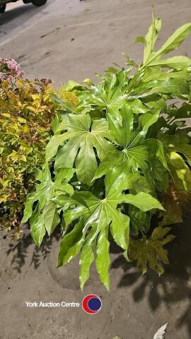 2 x Fatsia Japonica