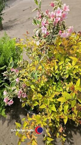 7 x Mixed selection of shrubs