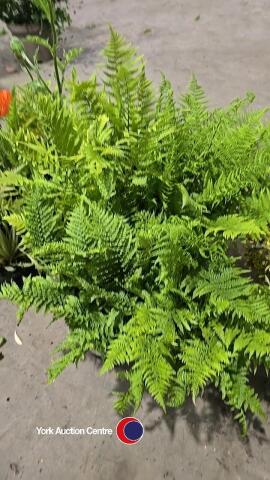 4 x hardy garden ferns