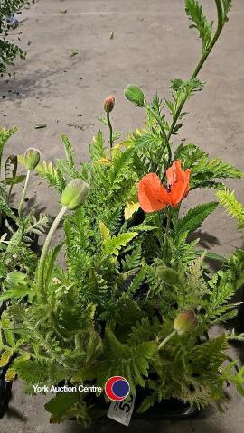 8 x Oriental poppy perennial