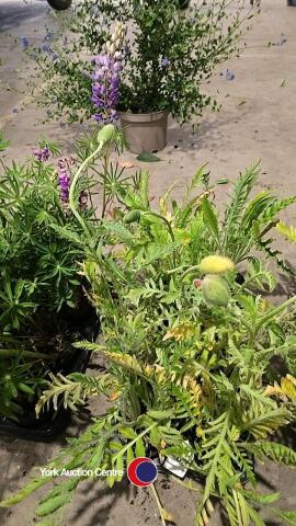 8 x Oriental poppy perennial