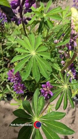 8 x Lupin, mixed