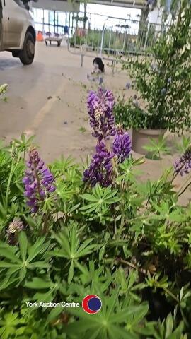 8 x Lupin, mixed