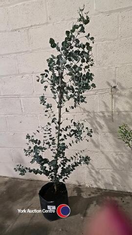 Eucalyptus Gunnii, container grown