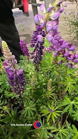 8 x Lupin, mixed