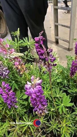 8 x Lupin, mixed