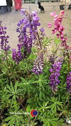 8 x Lupin, mixed