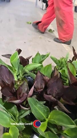 8 x Canna Lily, 1L pot