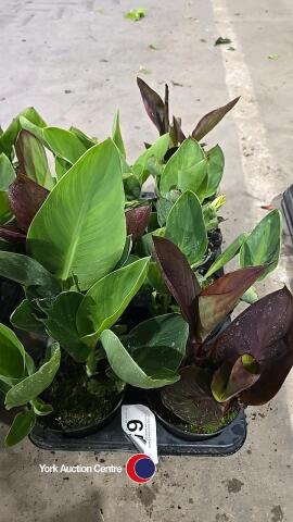 8 x Canna Lily, 1L pot